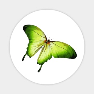 Green Butterfly Digital Painting Magnet